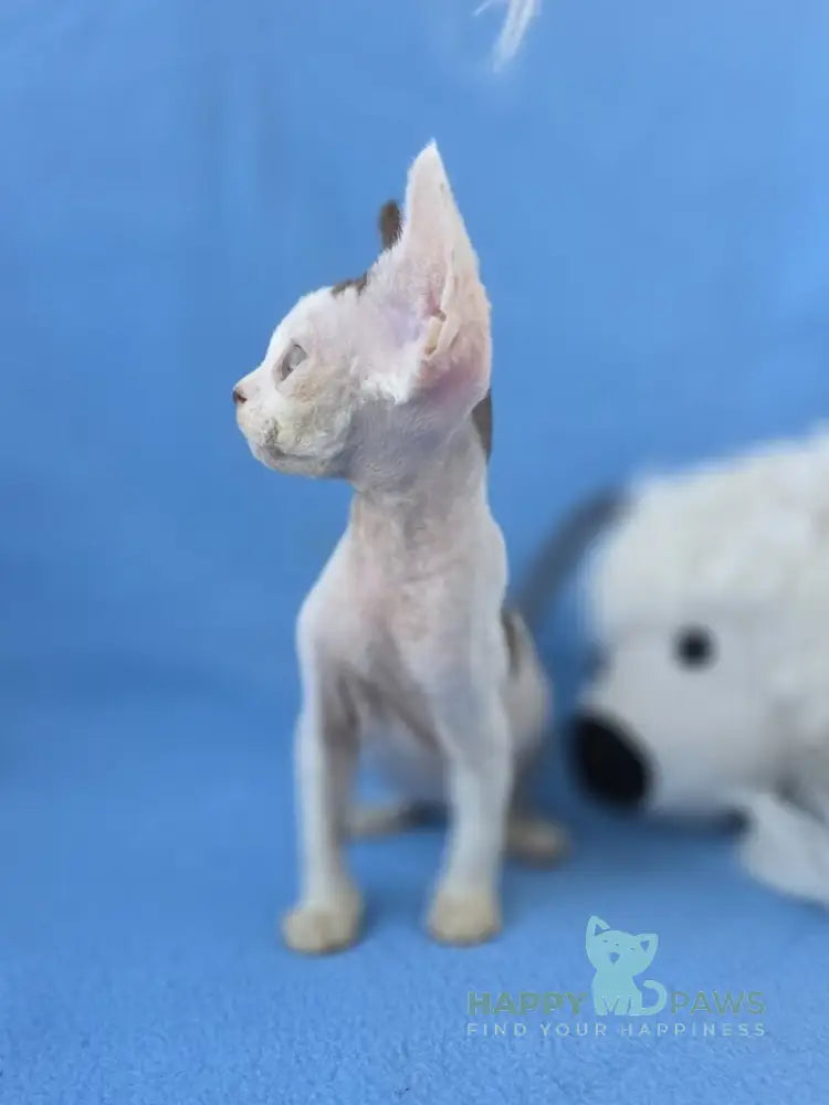 Ximena Devon Rex female chocolate harlequin live animals
