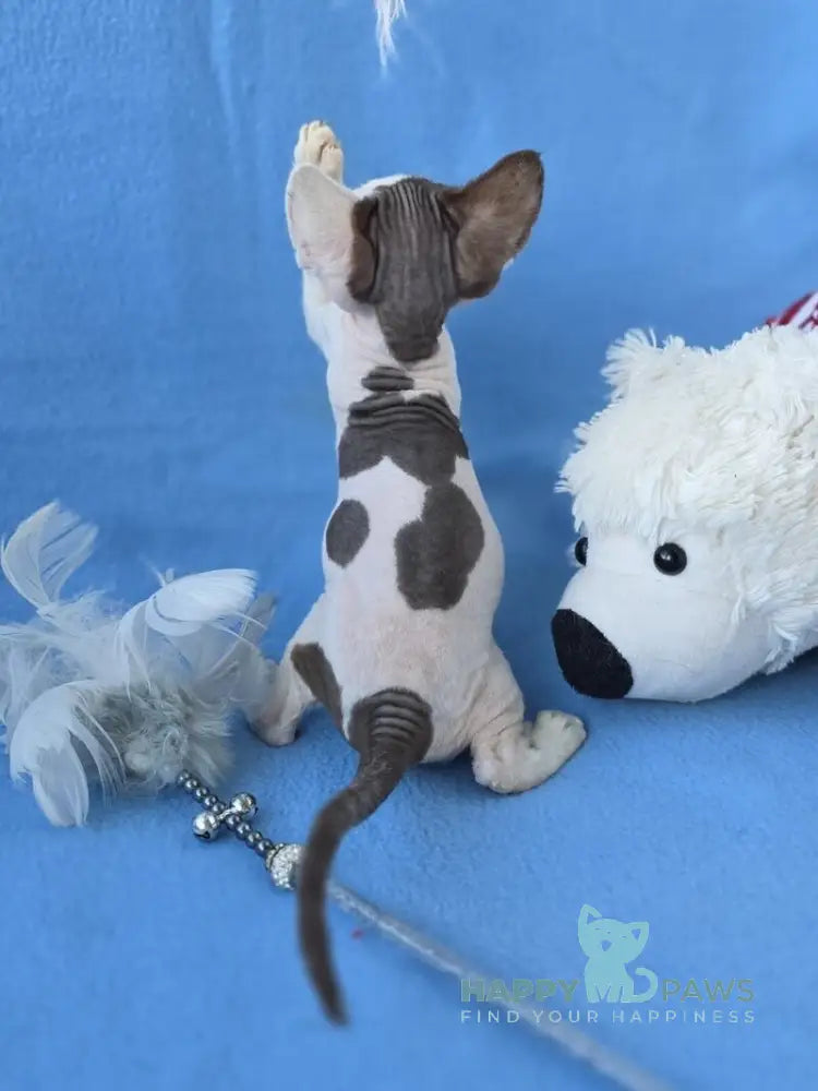 Ximena Devon Rex female chocolate harlequin live animals
