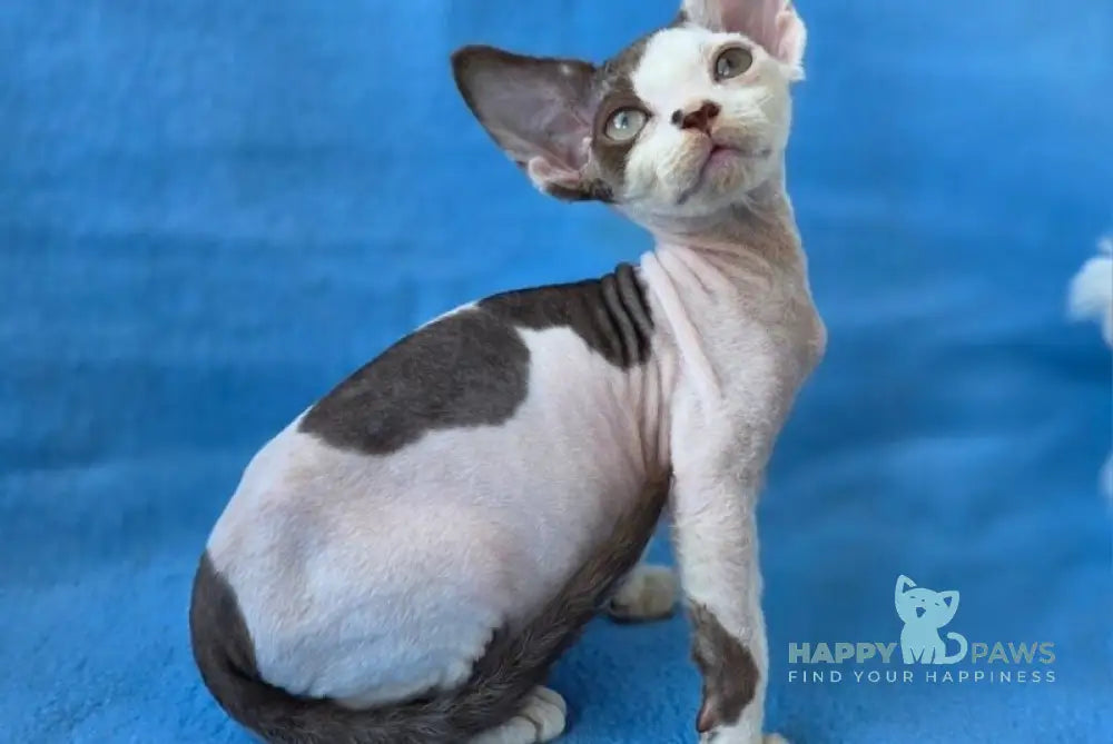 Ximena Devon Rex female chocolate harlequin live animals