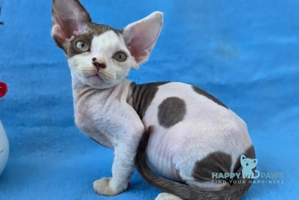 Ximena Devon Rex female chocolate harlequin live animals