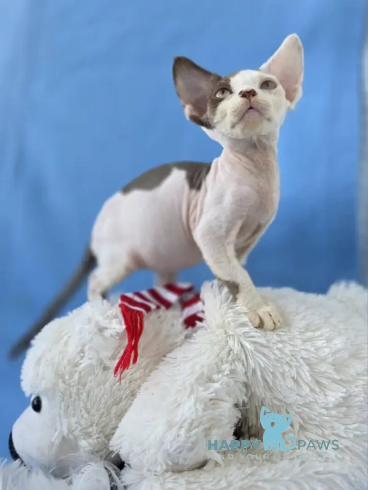 Ximena Devon Rex female chocolate harlequin live animals