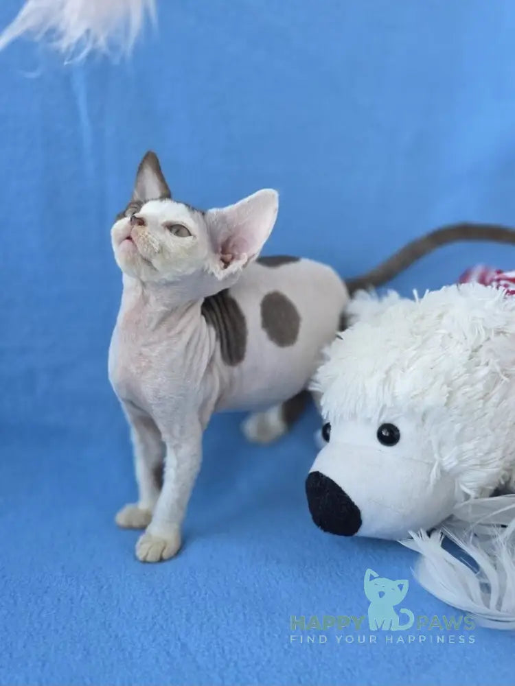 Ximena Devon Rex female chocolate harlequin live animals