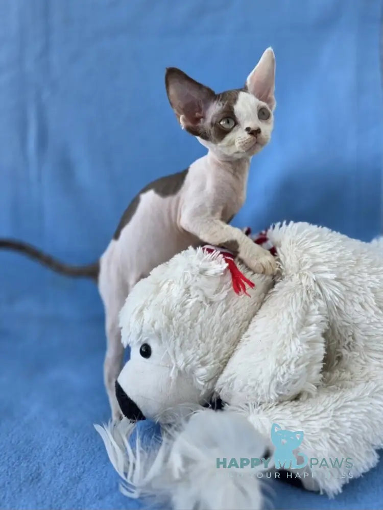 Ximena Devon Rex female chocolate harlequin live animals