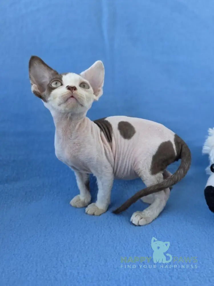 Ximena Devon Rex female chocolate harlequin live animals