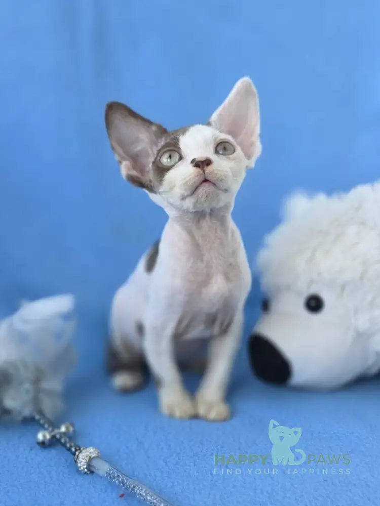 Ximena Devon Rex female chocolate harlequin live animals