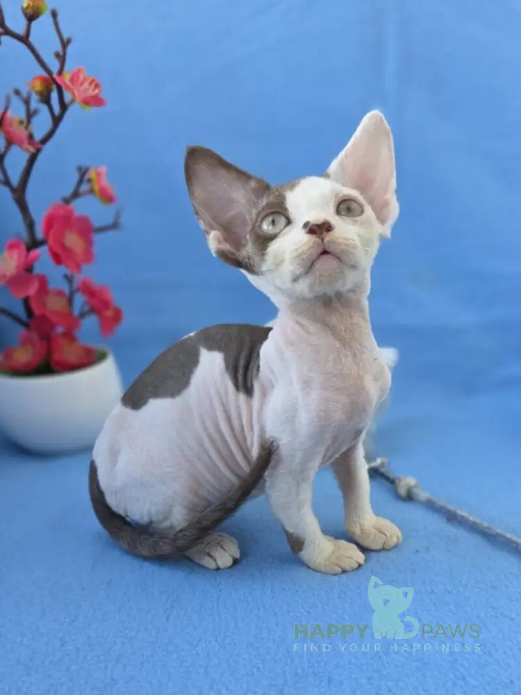 Ximena Devon Rex female chocolate harlequin live animals