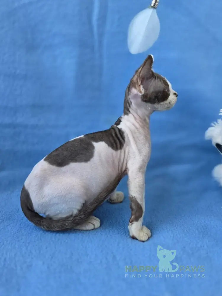 Ximena Devon Rex female chocolate harlequin live animals