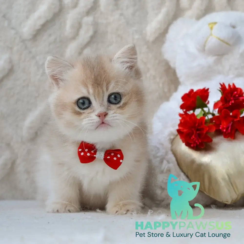 Ximo British Longhair male blue golden shaded live animals