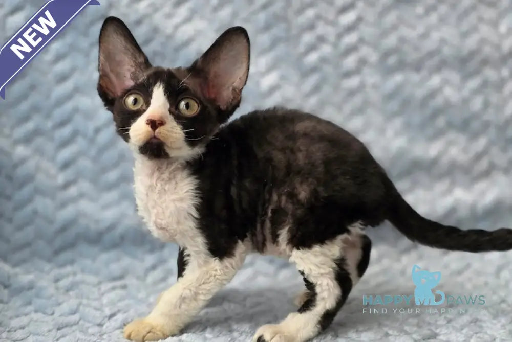 Ximoron Devon Rex male black bicolour live animals