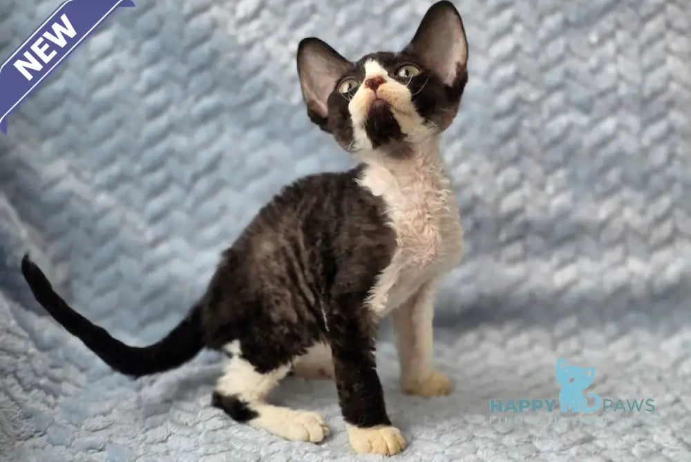 Ximoron Devon Rex male black bicolour live animals