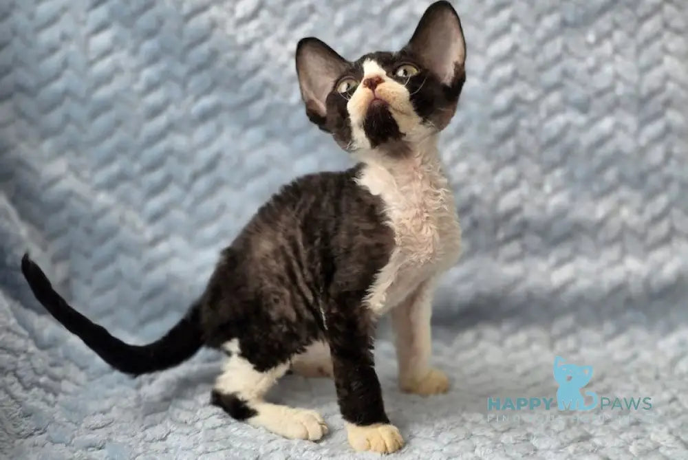Ximoron Devon Rex male black bicolour live animals