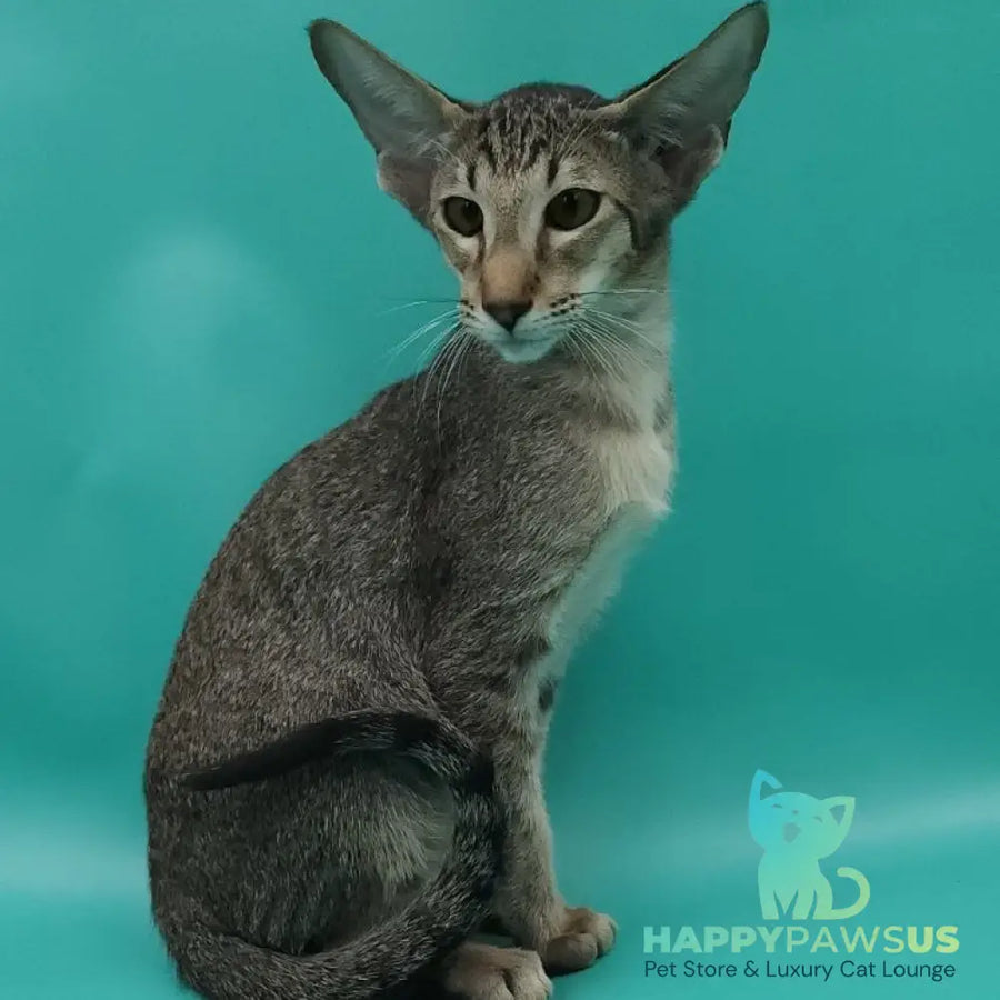 Ximran Oriental Shorthair male black spotted tabby - live animals