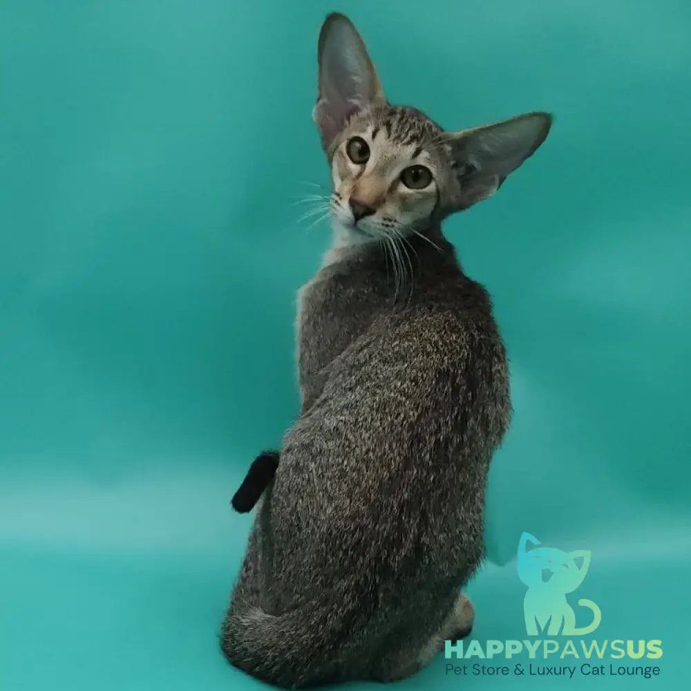 Ximran Oriental Shorthair male black spotted tabby - live animals