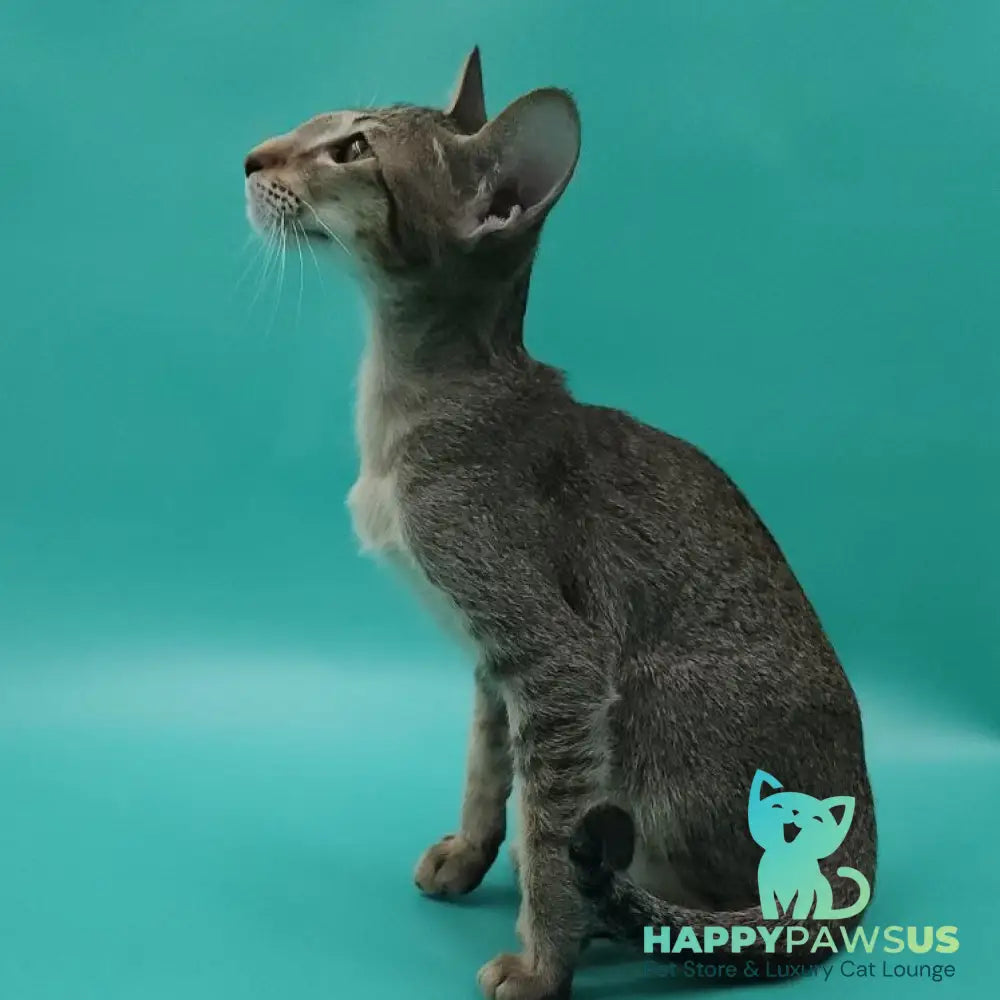 Ximran Oriental Shorthair male black spotted tabby - live animals