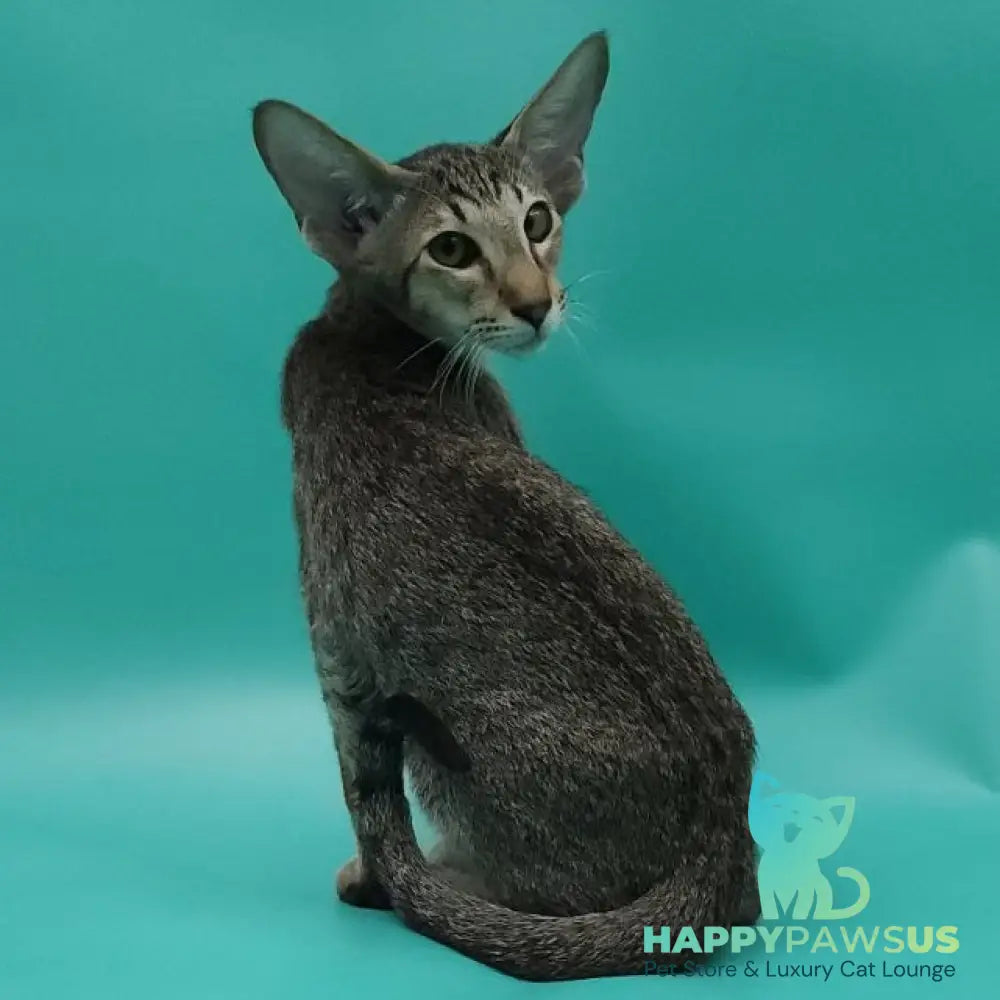 Ximran Oriental Shorthair male black spotted tabby - live animals
