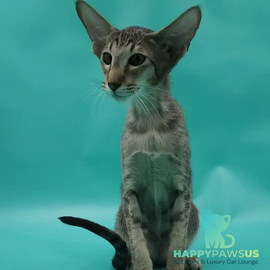Ximran Oriental Shorthair male black spotted tabby - live animals
