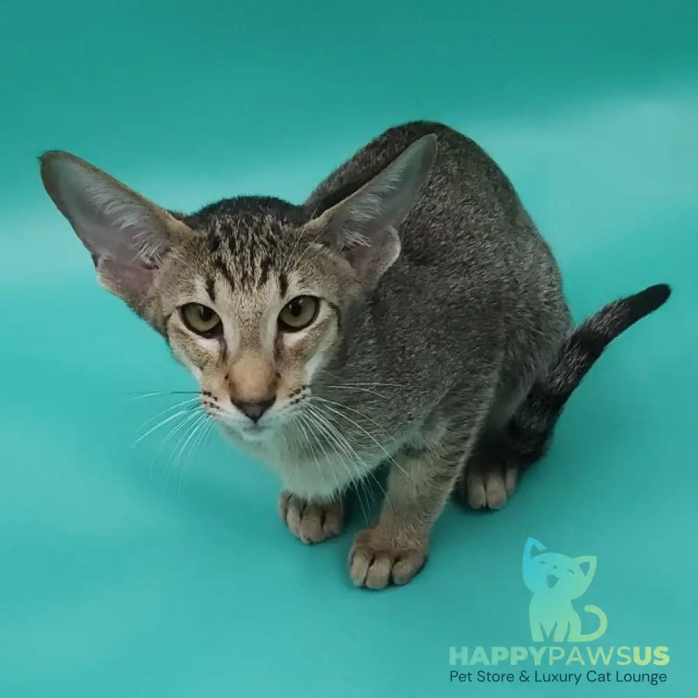Ximran Oriental Shorthair male black spotted tabby - live animals