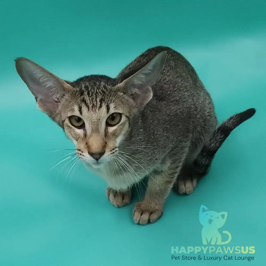 Ximran Oriental Shorthair male black spotted tabby - live animals