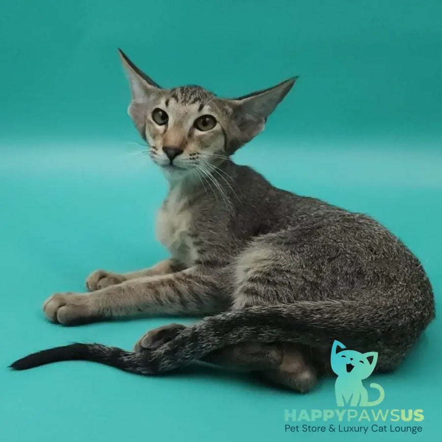 Ximran Oriental Shorthair male black spotted tabby - live animals