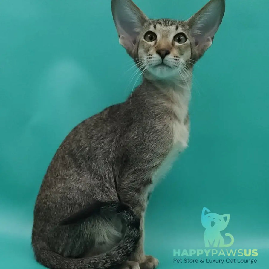 Ximran Oriental Shorthair male black spotted tabby - live animals