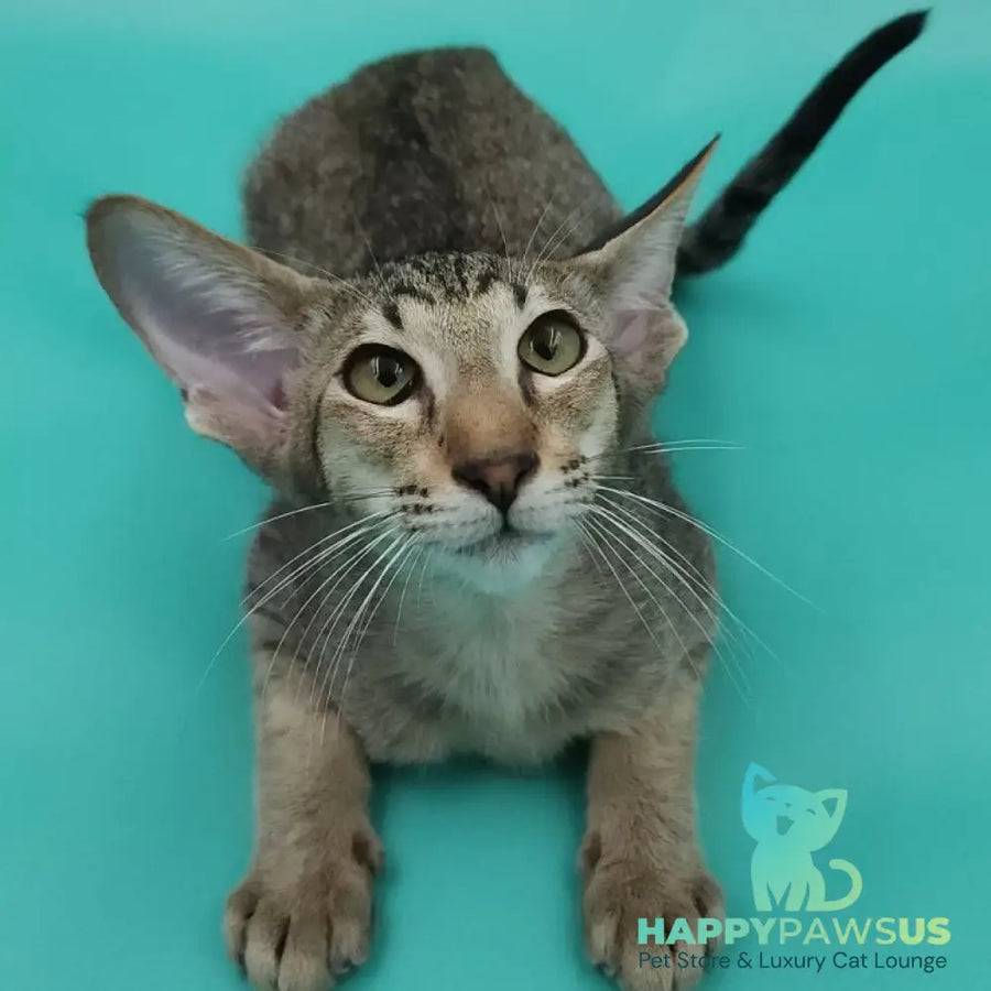 Ximran Oriental Shorthair male black spotted tabby - live animals