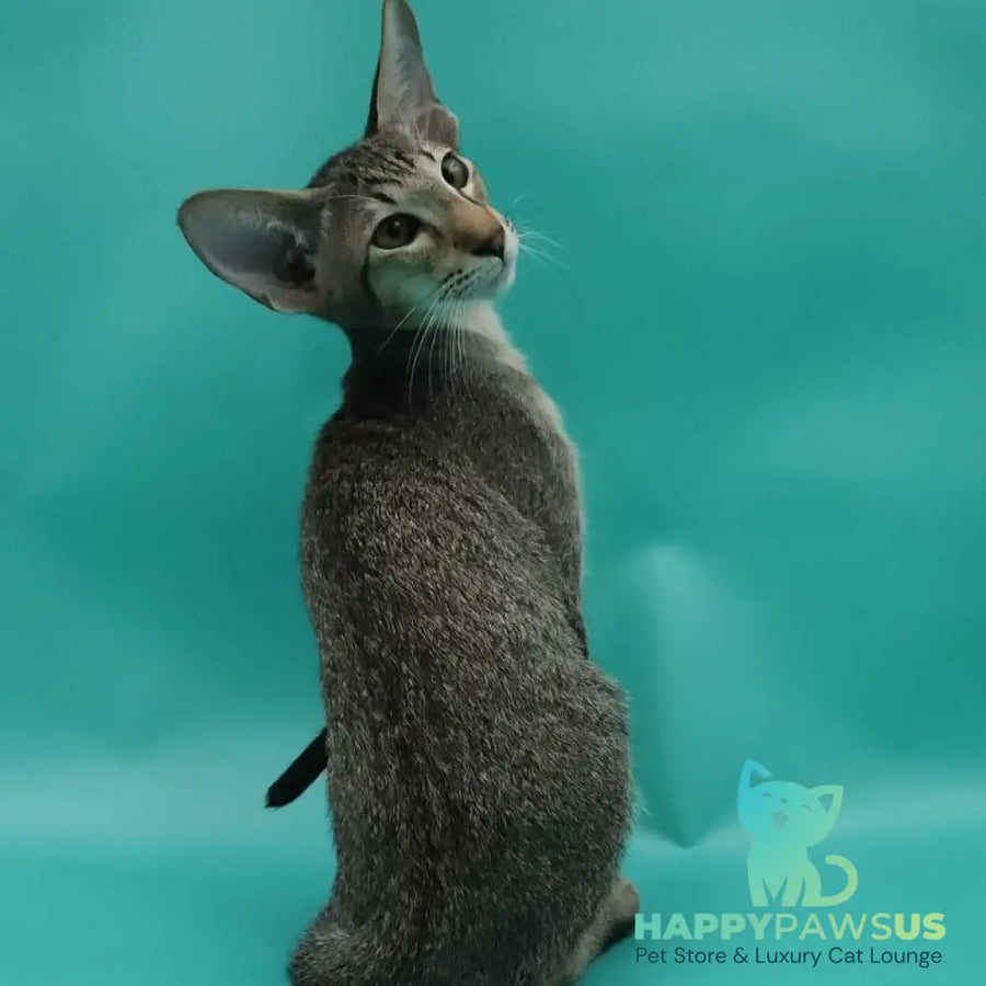 Ximran Oriental Shorthair male black spotted tabby - live animals