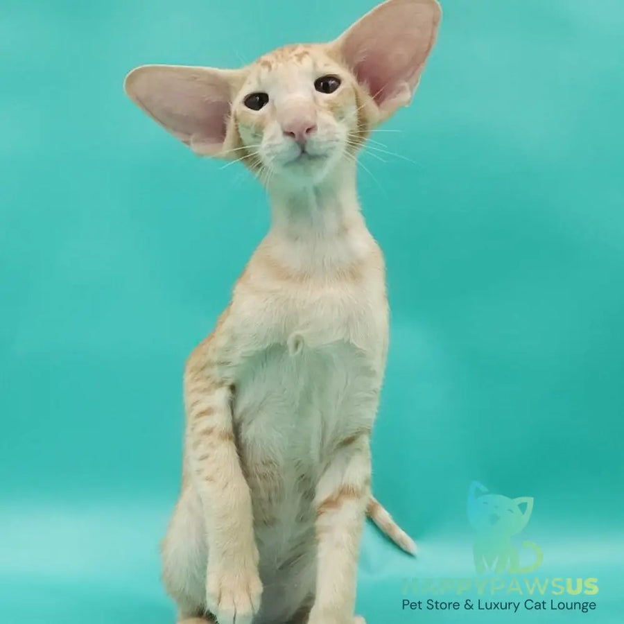 Ximran Oriental Shorthair male red spotted tabby - live animals