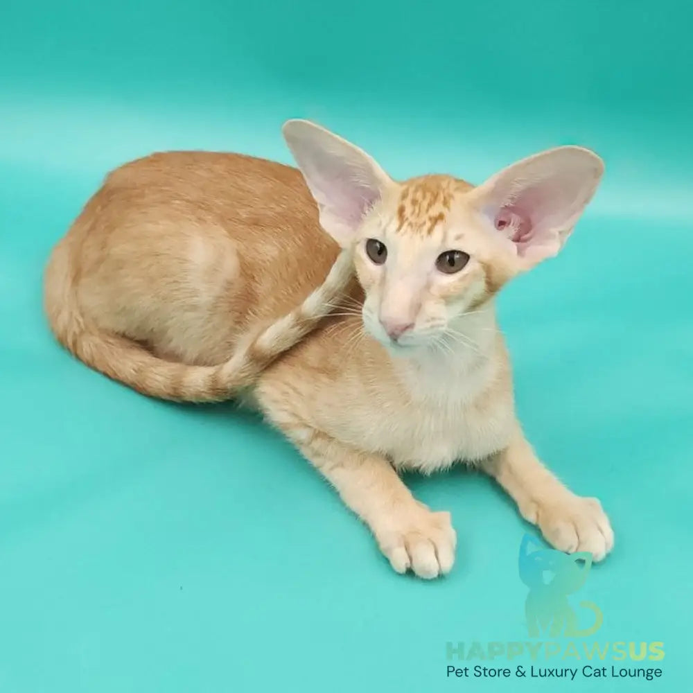 Ximran Oriental Shorthair male red spotted tabby - live animals