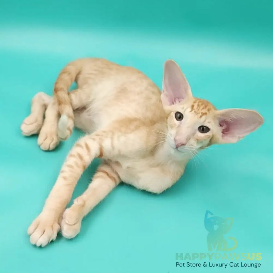 Ximran Oriental Shorthair male red spotted tabby - live animals