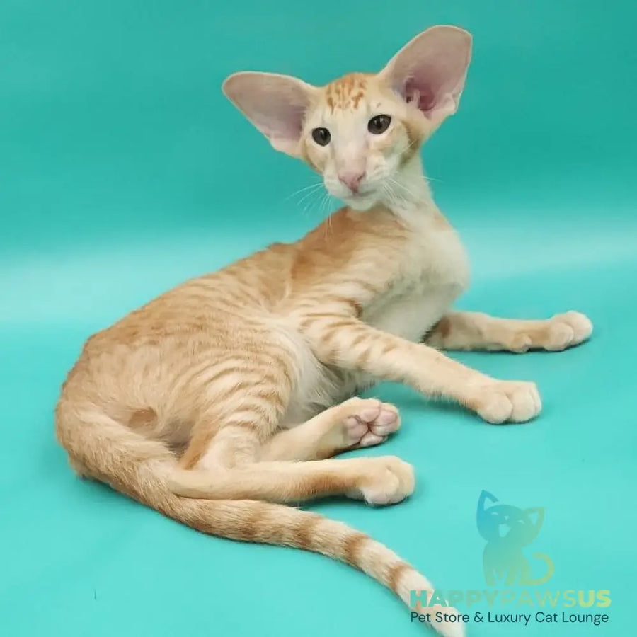 Ximran Oriental Shorthair male red spotted tabby - live animals