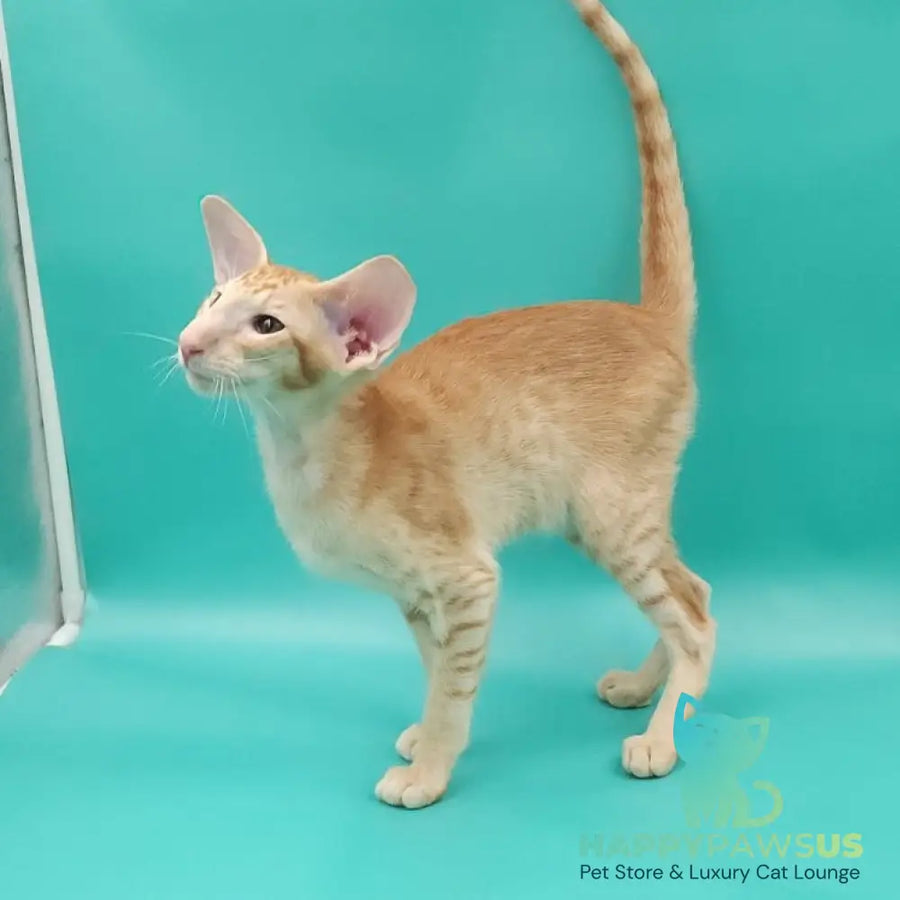 Ximran Oriental Shorthair male red spotted tabby - live animals