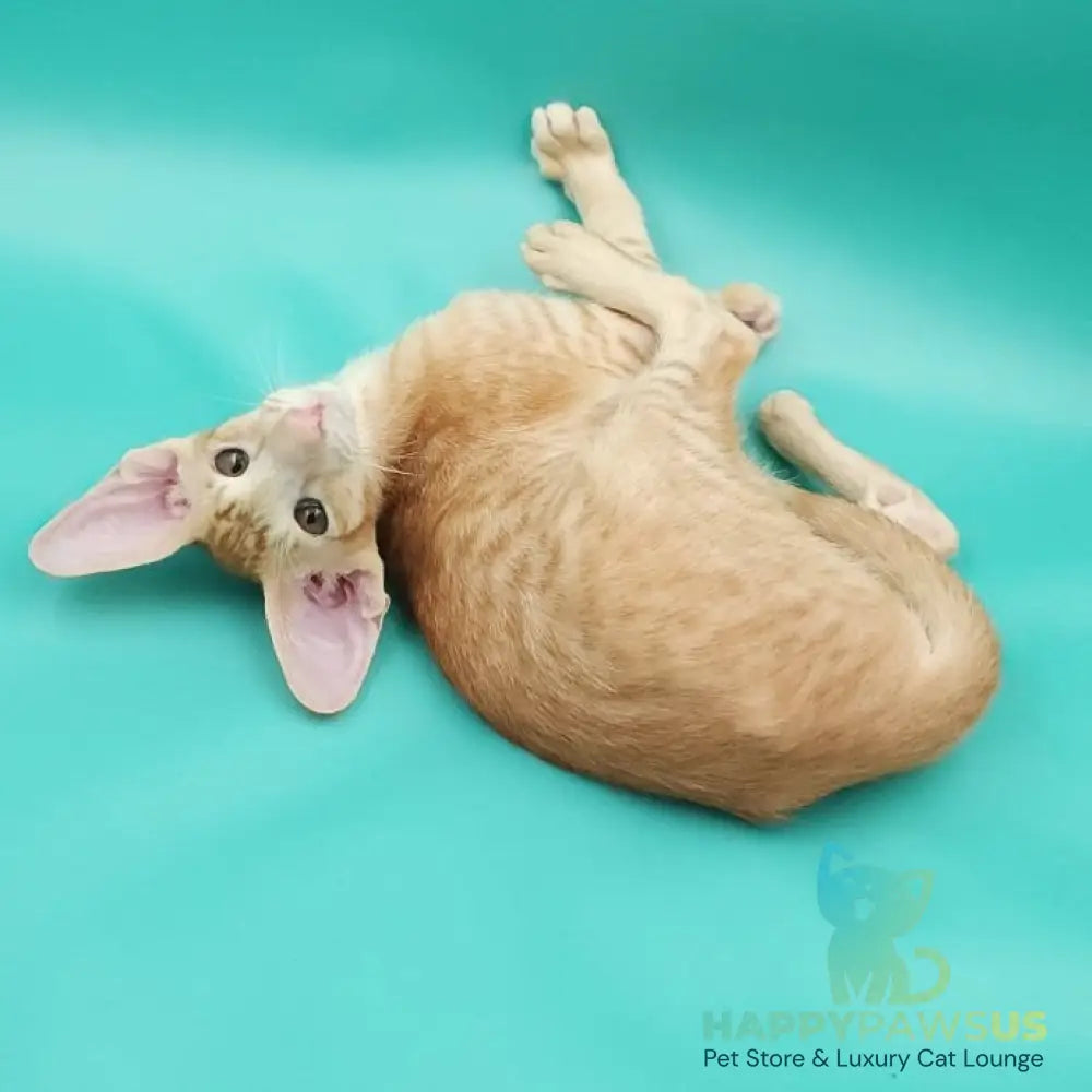 Ximran Oriental Shorthair male red spotted tabby - live animals