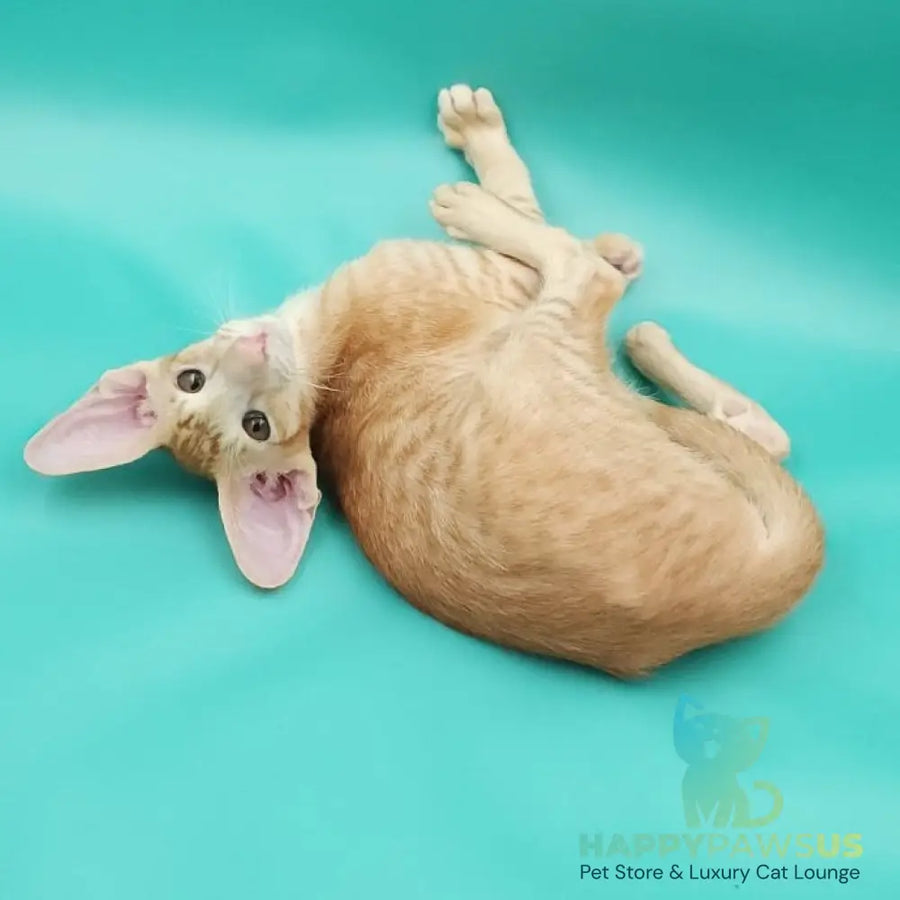Ximran Oriental Shorthair male red spotted tabby - live animals