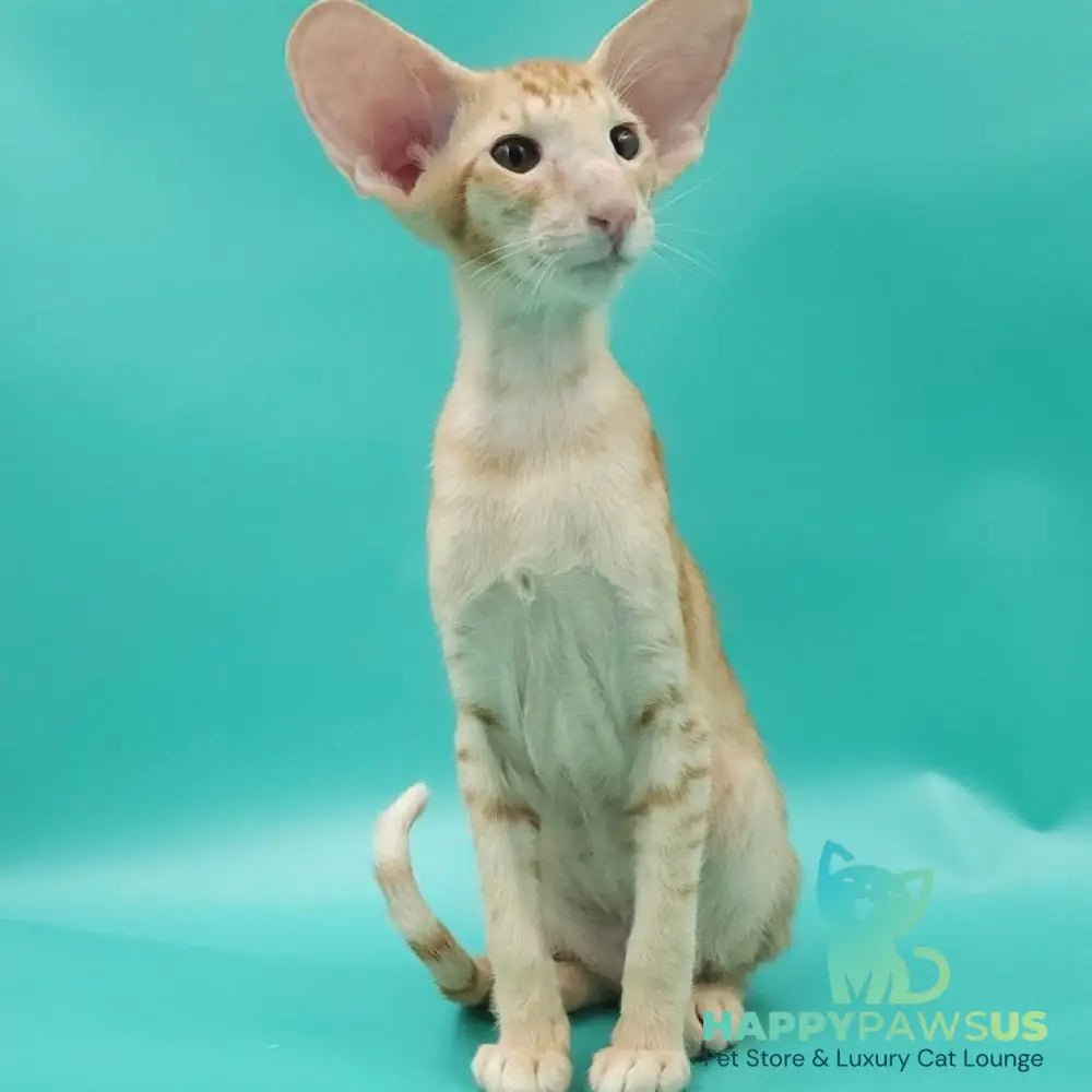 Ximran Oriental Shorthair male red spotted tabby - live animals