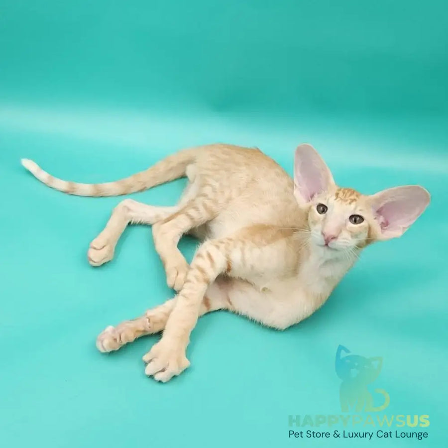 Ximran Oriental Shorthair male red spotted tabby - live animals