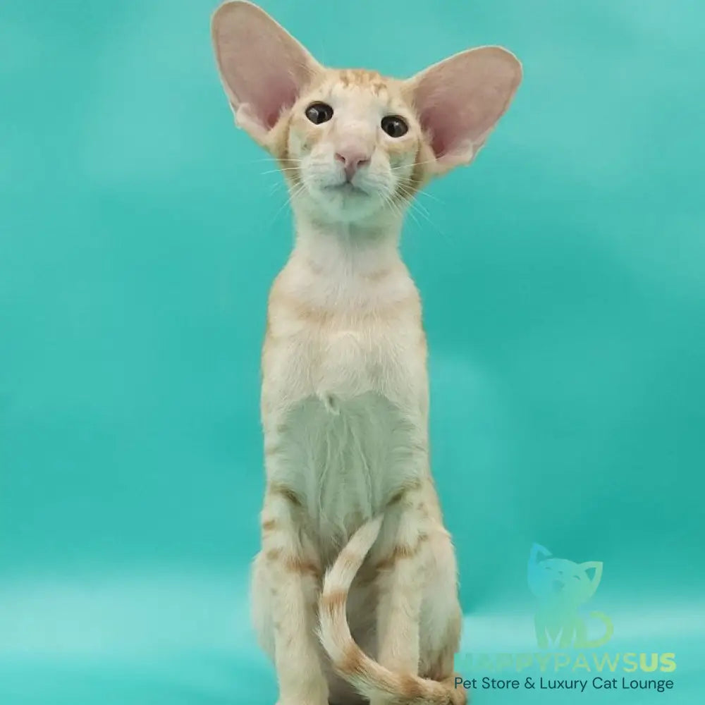 Ximran Oriental Shorthair male red spotted tabby - live animals