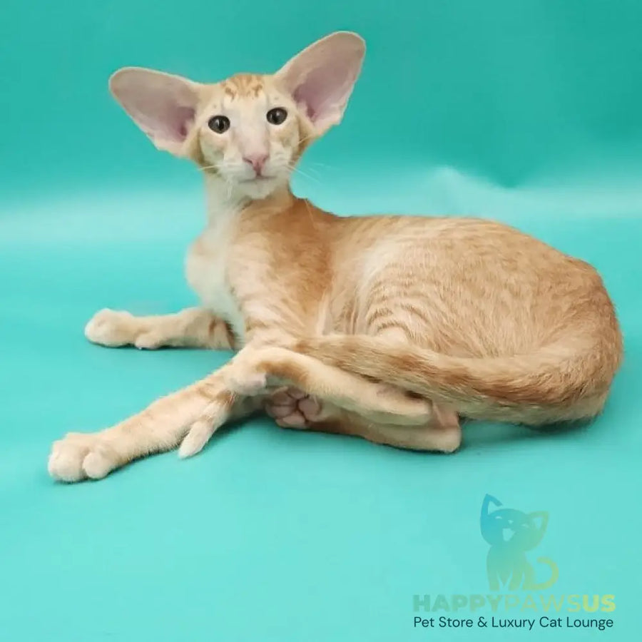 Ximran Oriental Shorthair male red spotted tabby - live animals