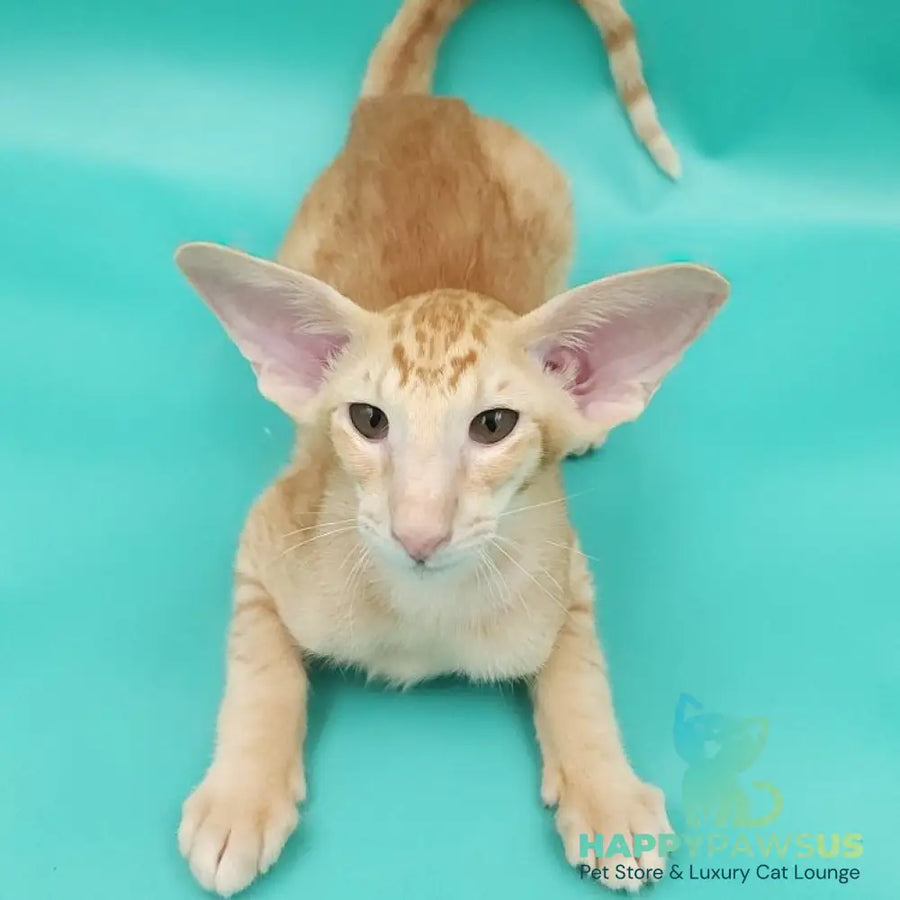 Ximran Oriental Shorthair male red spotted tabby - live animals