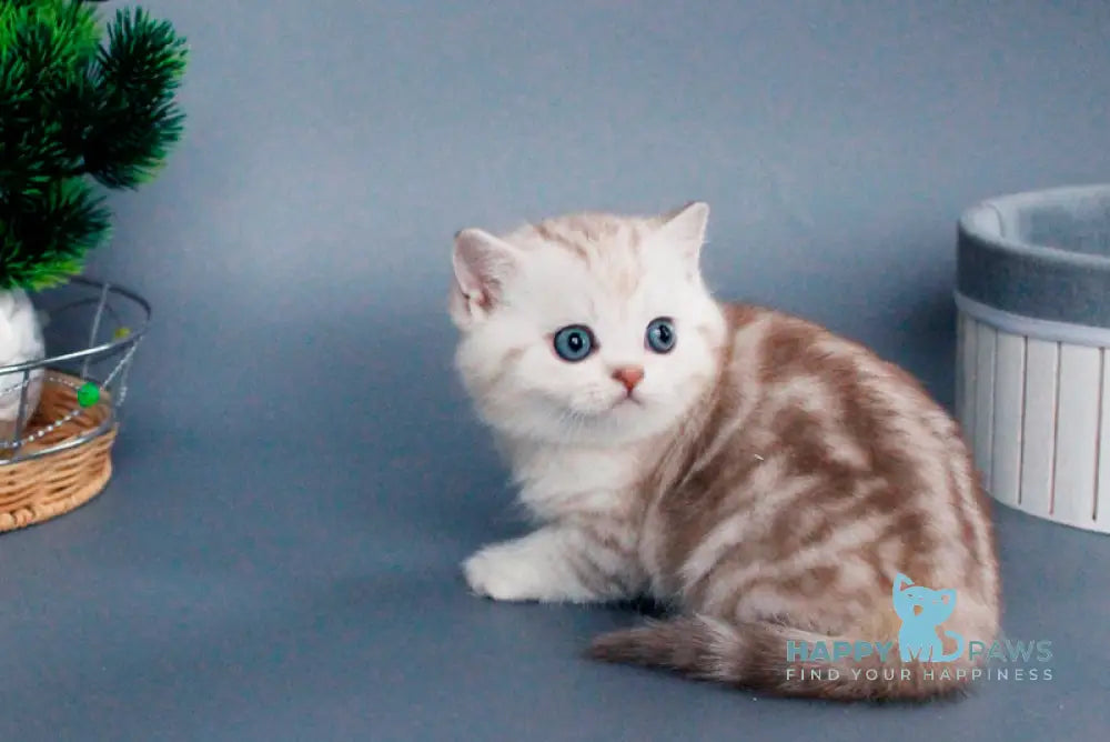 Xiola British Shorthair female chocolate silver tabby live animals