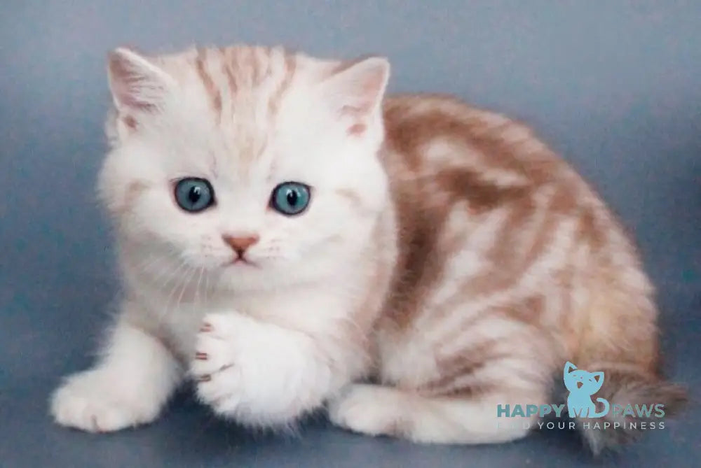 Xiola British Shorthair female chocolate silver tabby live animals