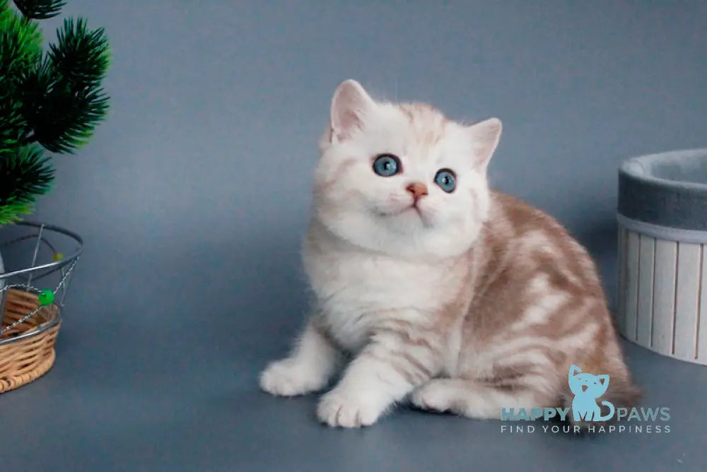 Xiola British Shorthair female chocolate silver tabby live animals