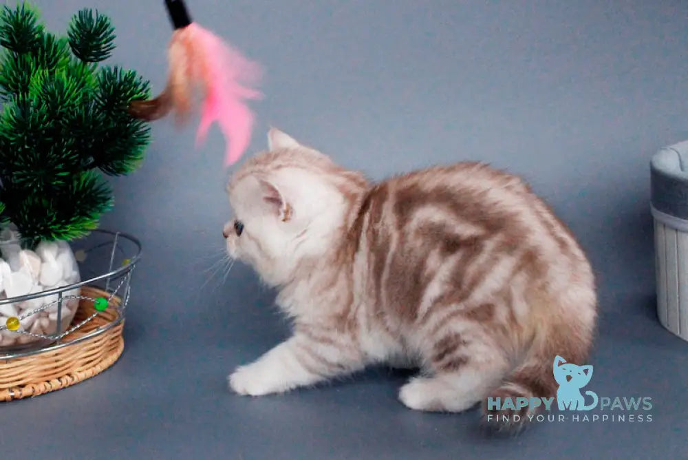 Xiola British Shorthair female chocolate silver tabby live animals