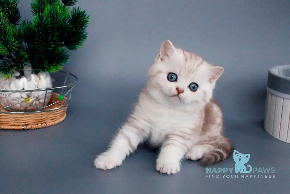 Xiola British Shorthair female chocolate silver tabby live animals