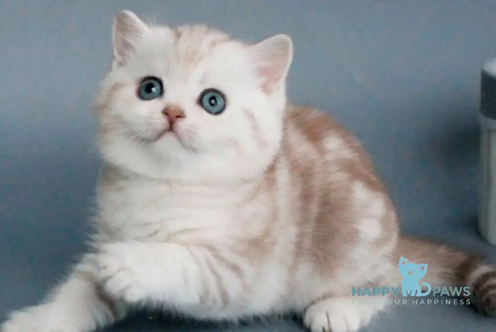 Xiola British Shorthair female chocolate silver tabby live animals