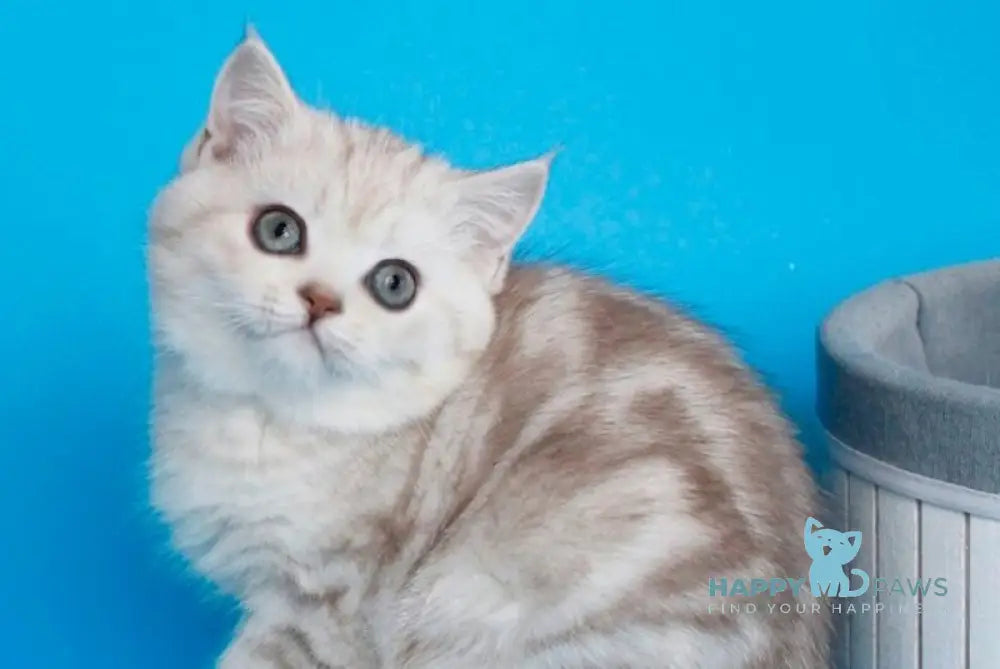Xiolia British Shorthair female chocolate silver tabby live animals