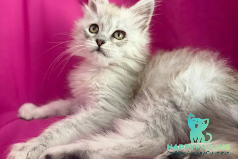 Xiolina Maine Coon female black silver shaded - live animals
