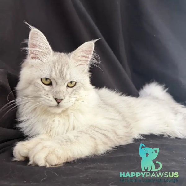 Xiolina Maine Coon female black silver shaded - live animals