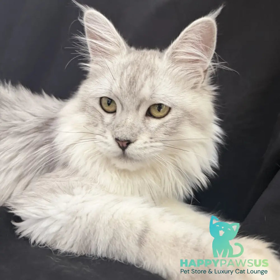 Xiolina Maine Coon female black silver shaded - live animals