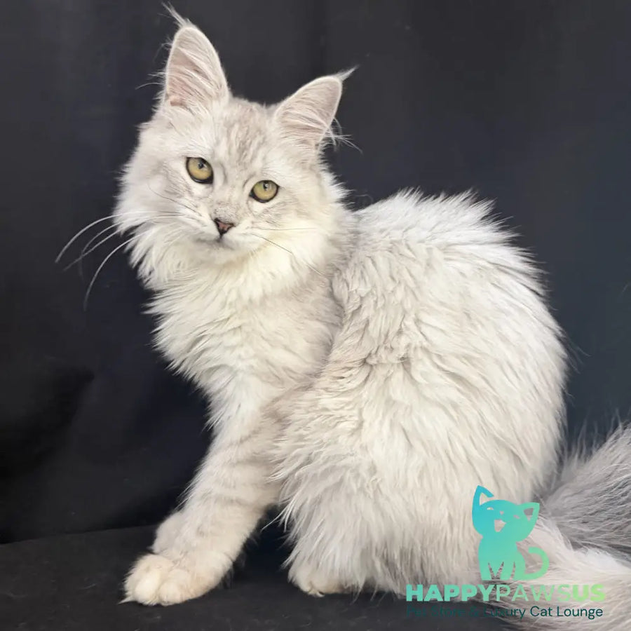 Xiolina Maine Coon female black silver shaded - live animals