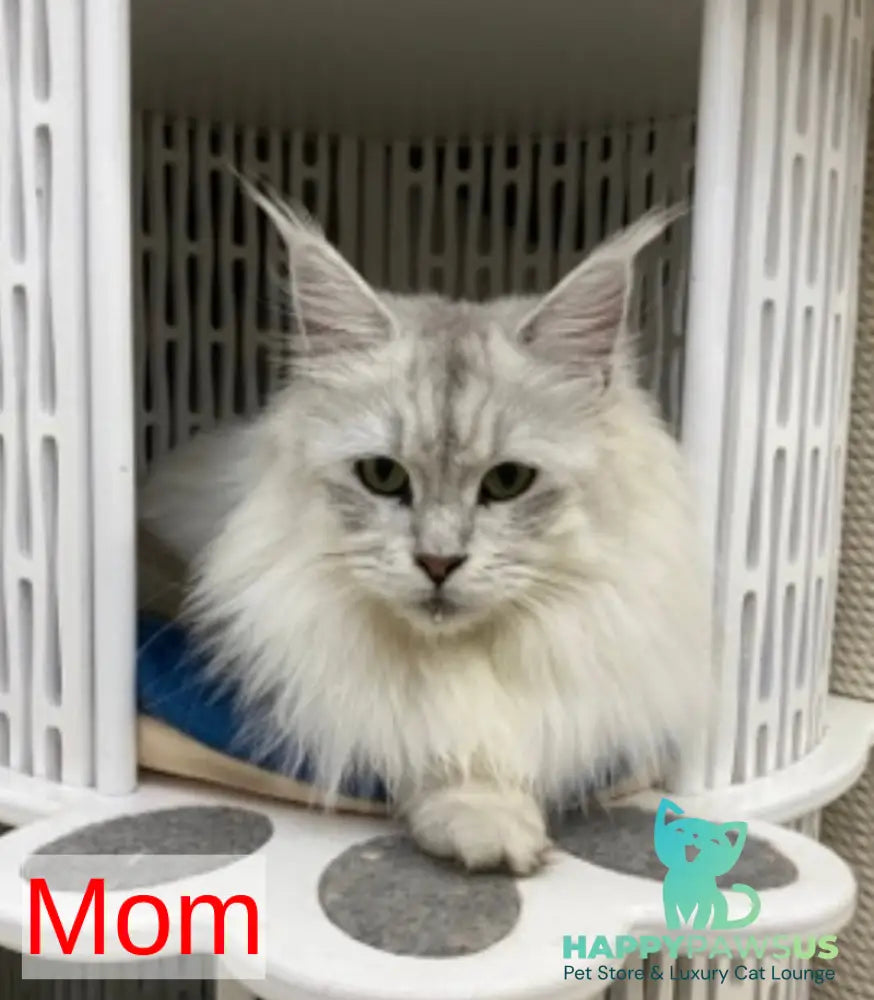 Xiolina Maine Coon female black silver shaded - live animals